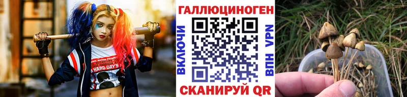 Псилоцибиновые грибы мицелий  наркошоп  мега   Каменногорск 